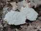 Fehér szarvasgomba (Choiromyces meandriformis), Őrség